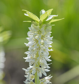 Ananasplant  Eucomis autumnalis - AANBIEDING