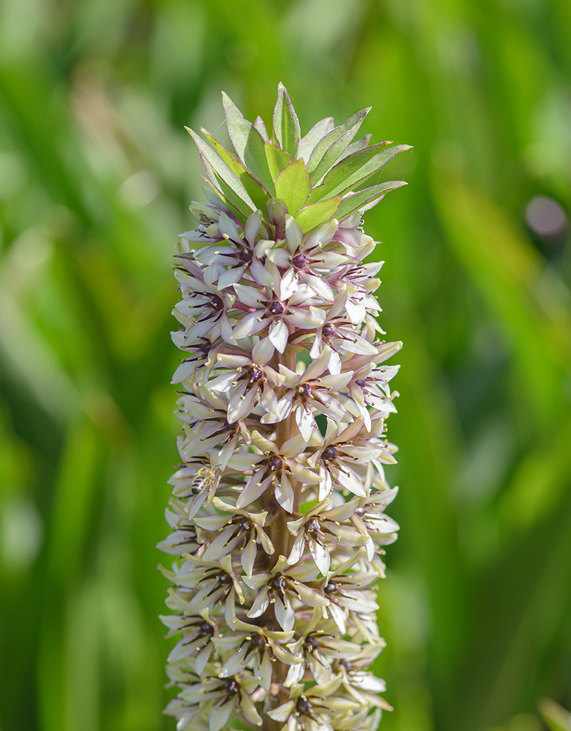 Ananasplant  Eucomis montana - Natuurlijk geteeld - AANBIEDING