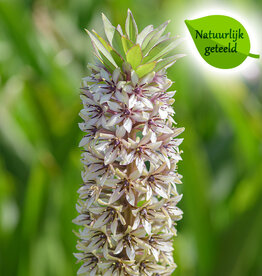 Ananasplant  Eucomis montana - Natuurlijk geteeld - AANBIEDING