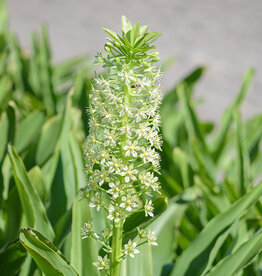 Ananasplant  Eucomis pole-evansii - AANBIEDING