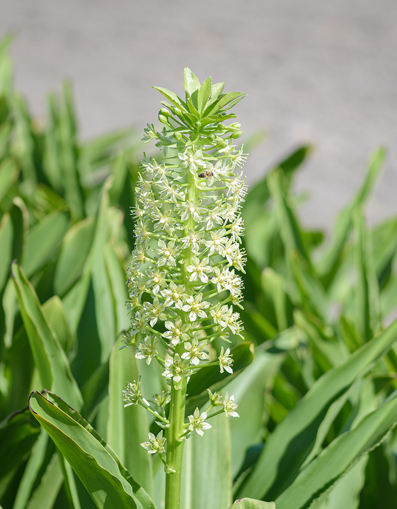 Ananasplant  Eucomis pole-evansii - AANBIEDING