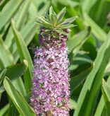 Ananasplant  Eucomis comosa 'Pink Gin' - Natuurlijk geteeld - AANBIEDING