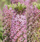 Ananasplant  Eucomis comosa 'Pink Gin' - Natuurlijk geteeld - AANBIEDING