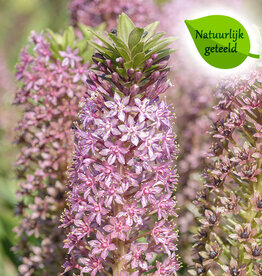 Ananasplant  Eucomis comosa 'Pink Gin' - Natuurlijk geteeld - AANBIEDING