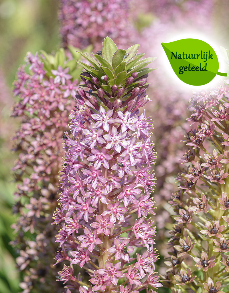 Ananasplant  Eucomis comosa 'Pink Gin' - Natuurlijk geteeld - AANBIEDING