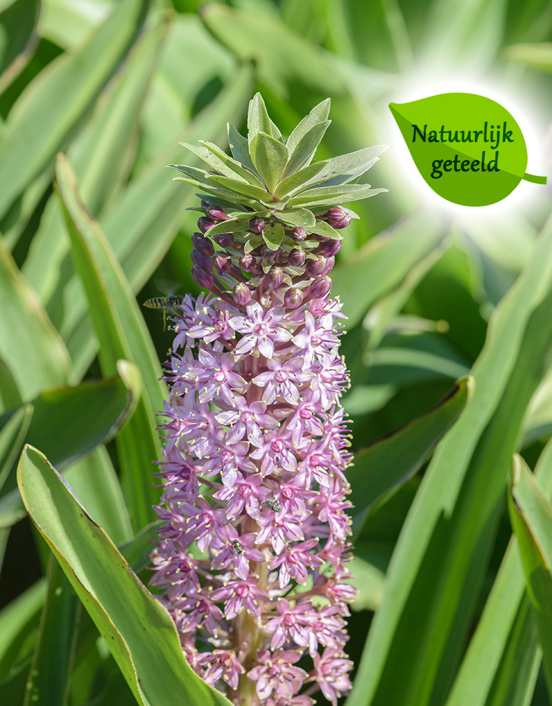 Ananasplant  Eucomis comosa 'Pink Gin' - Natuurlijk geteeld - AANBIEDING