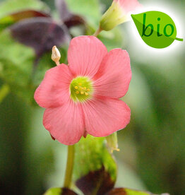 Klaverzuring  Oxalis tetraphylla 'Iron Cross', BIO - AANBIEDING