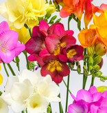 Freesia Freesiamix (Kaaps lelietje-van-dalen), BIO - AANBIEDING