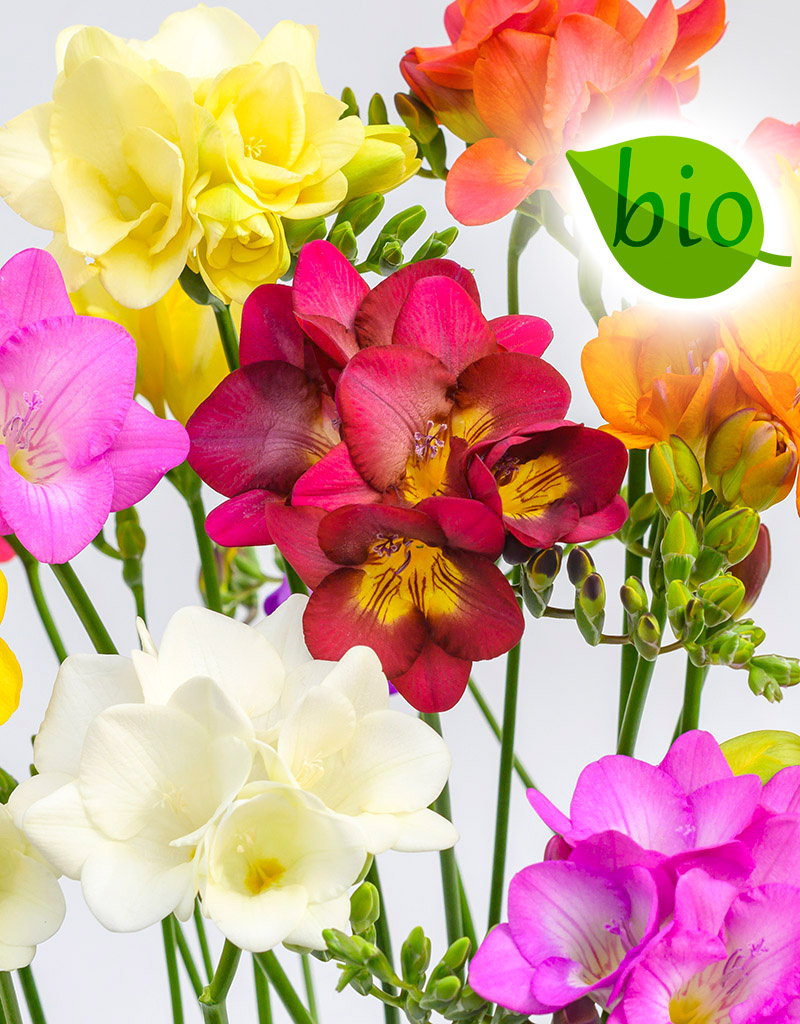 Freesia Freesiamix (Kaaps lelietje-van-dalen), BIO - AANBIEDING