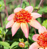 Dahlia  Dahlia 'Totally Tangerine', BIO - AANBIEDING