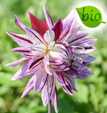 Dahlia  Dahlia 'Avignon', BIO - AANBIEDING