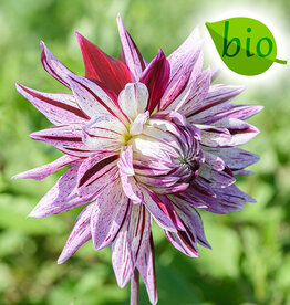Dahlia  Dahlia 'Avignon', BIO - AANBIEDING