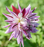 Dahlia  Dahlia 'Avignon', BIO - AANBIEDING