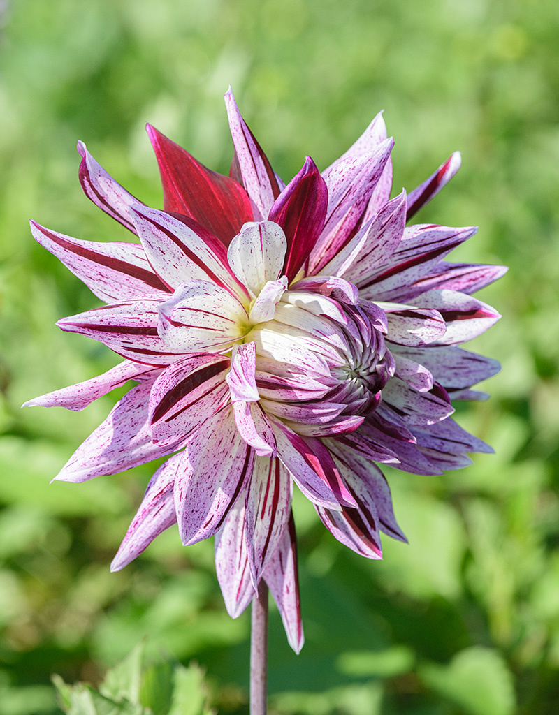 Dahlia  Dahlia 'Avignon', BIO - AANBIEDING