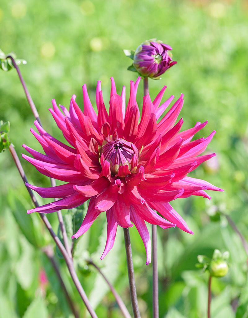 Dahlia  Dahlia 'Orfeo', BIO - AANBIEDING