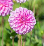 Dahlia  Dahlia 'Pink Pop', BIO - AANBIEDING