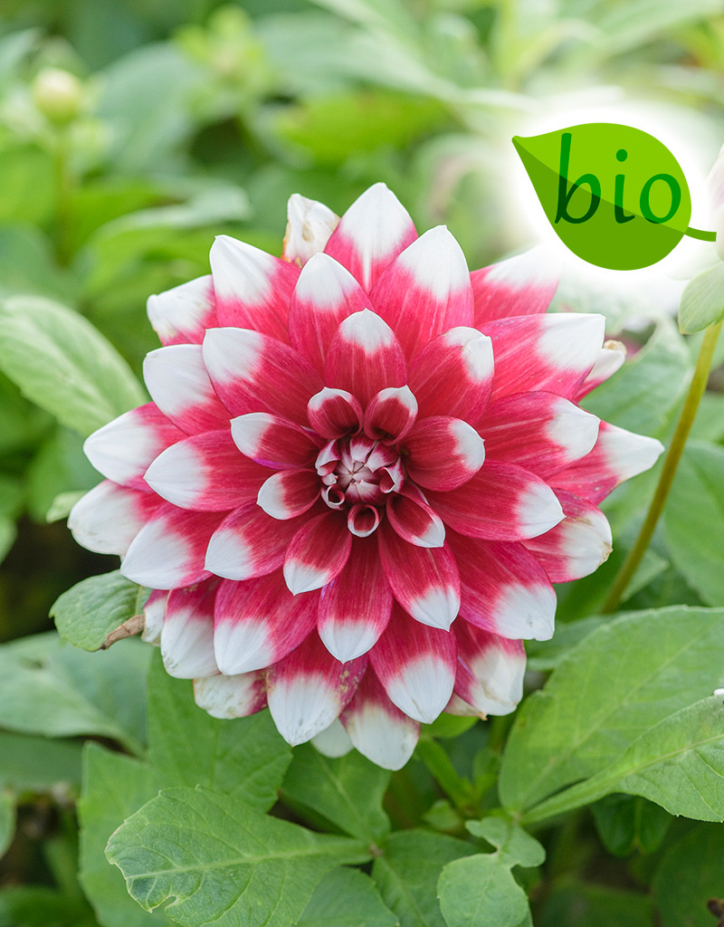 Dahlia  Dahlia 'Duet', BIO - AANBIEDING