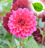 Dahlia  Dahlia 'Arabian Night', BIO  - AANBIEDING