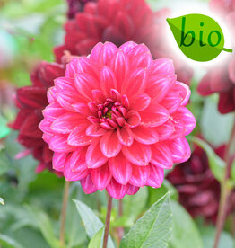Dahlia  Dahlia 'Arabian Night', BIO  - AANBIEDING