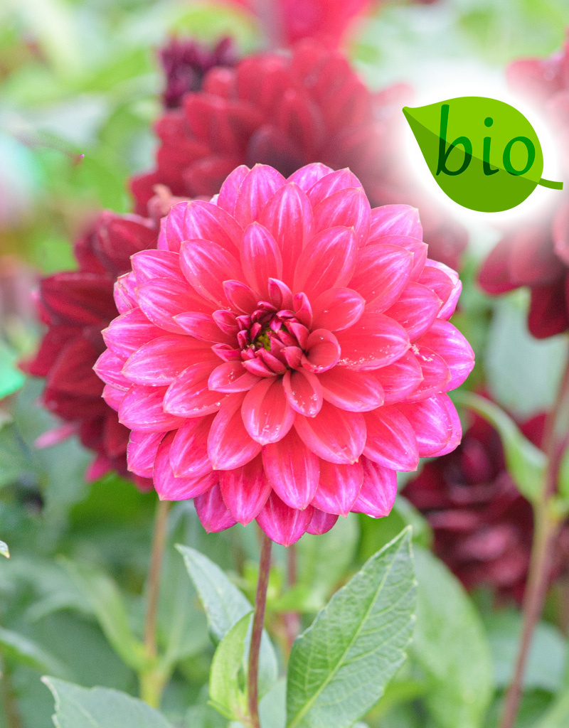 Dahlia  Dahlia 'Arabian Night', BIO  - AANBIEDING