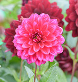 Dahlia  Dahlia 'Arabian Night', BIO  - AANBIEDING