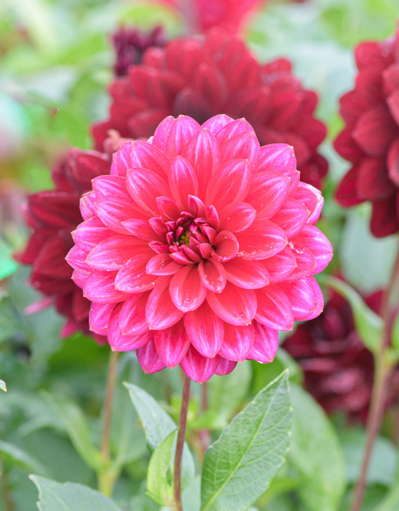 Dahlia  Dahlia 'Arabian Night', BIO  - AANBIEDING