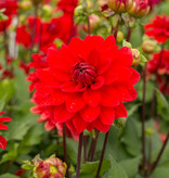 Dahlia  Dahlia 'Heatwave', BIO - AANBIEDING