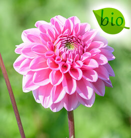 Dahlia  Dahlia 'Sandra', BIO - AANBIEDING
