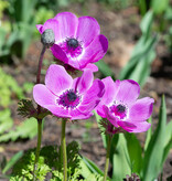 Anemoon (klaproos)  Anemone coronaria 'Sylphide' (klaproos anemoon)