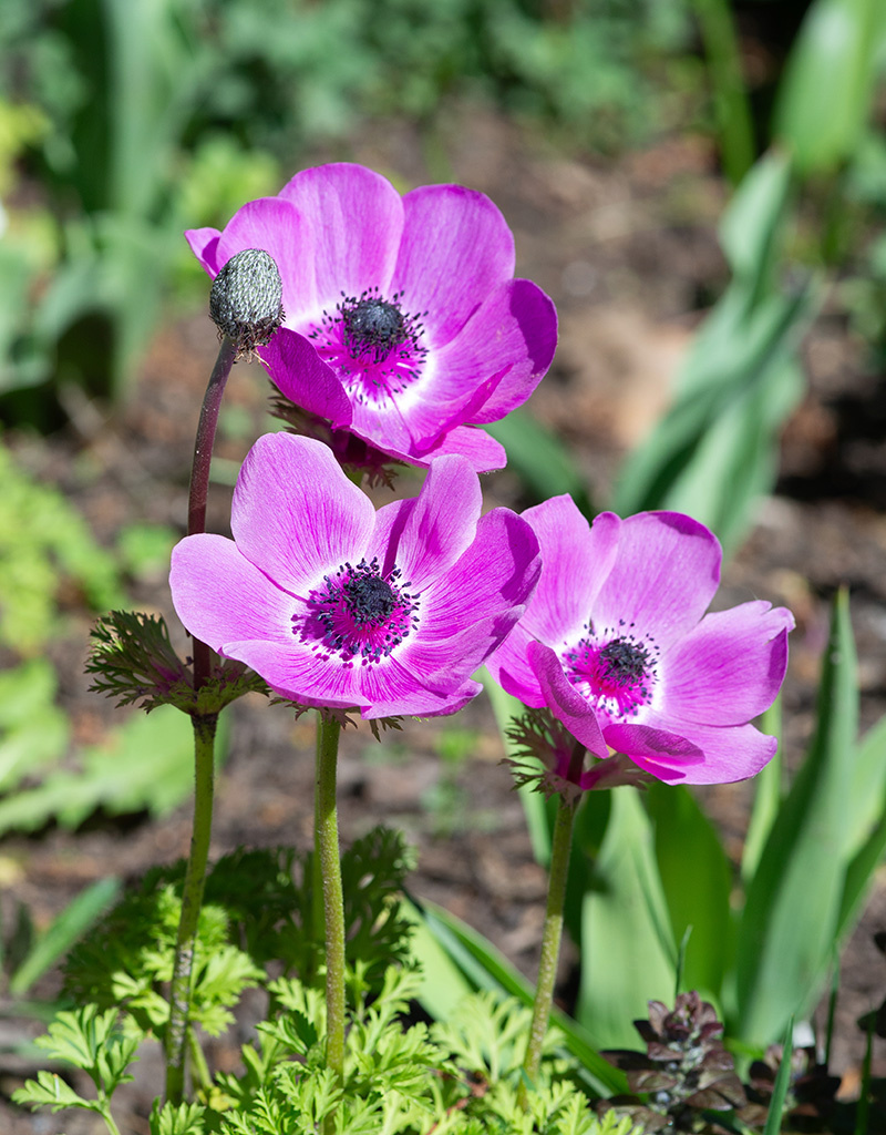Anemoon (klaproos)  Anemone coronaria 'Sylphide' (klaproos anemoon)