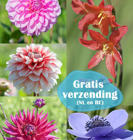 Mix  Zomerbollenpakket