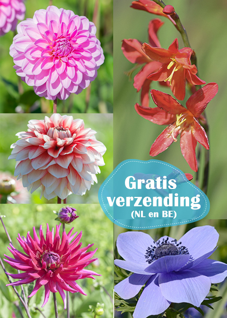 Mix  Zomerbollenpakket