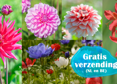 PAKKET - voordeelverpakking