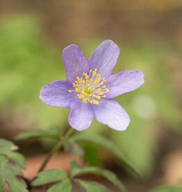 Anemoon (bos)  Anemone nemorosa 'Caerulea' - in pot