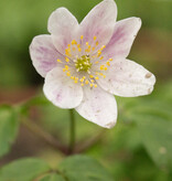 Anemoon (bos)  Anemone nemorosa 'Axel' (bosanemoon) - Stinzenplant - in pot