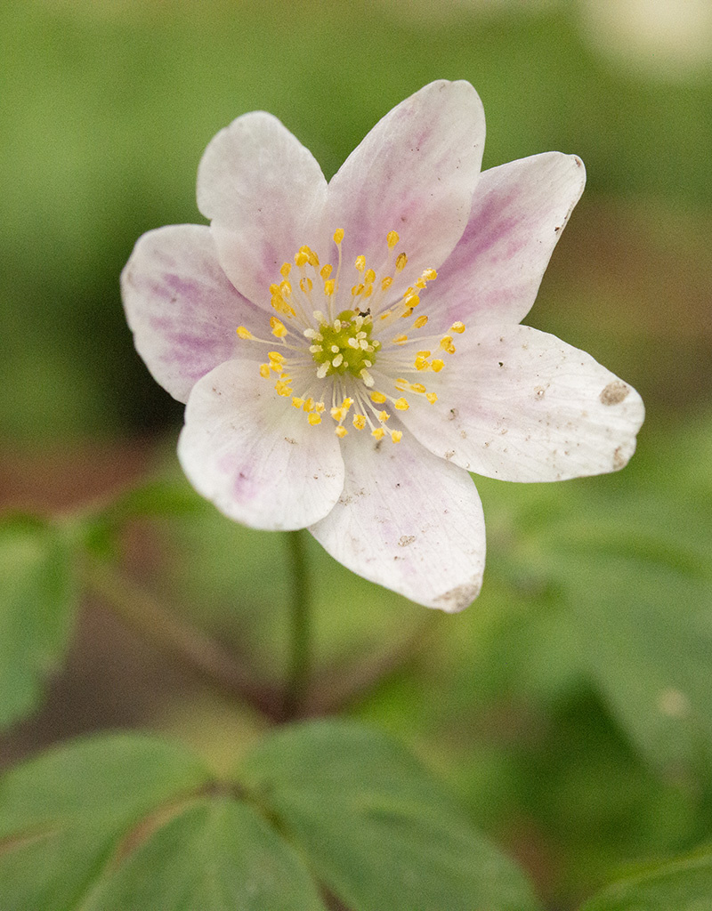 Anemoon (bos)  Anemone nemorosa 'Axel' (bosanemoon) - Stinzenplant - in pot
