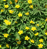 Anemoon (bos)  Anemone ranunculoides 'Laciniata' (Gele Bosanemoon) - Stinzenplant - in pot
