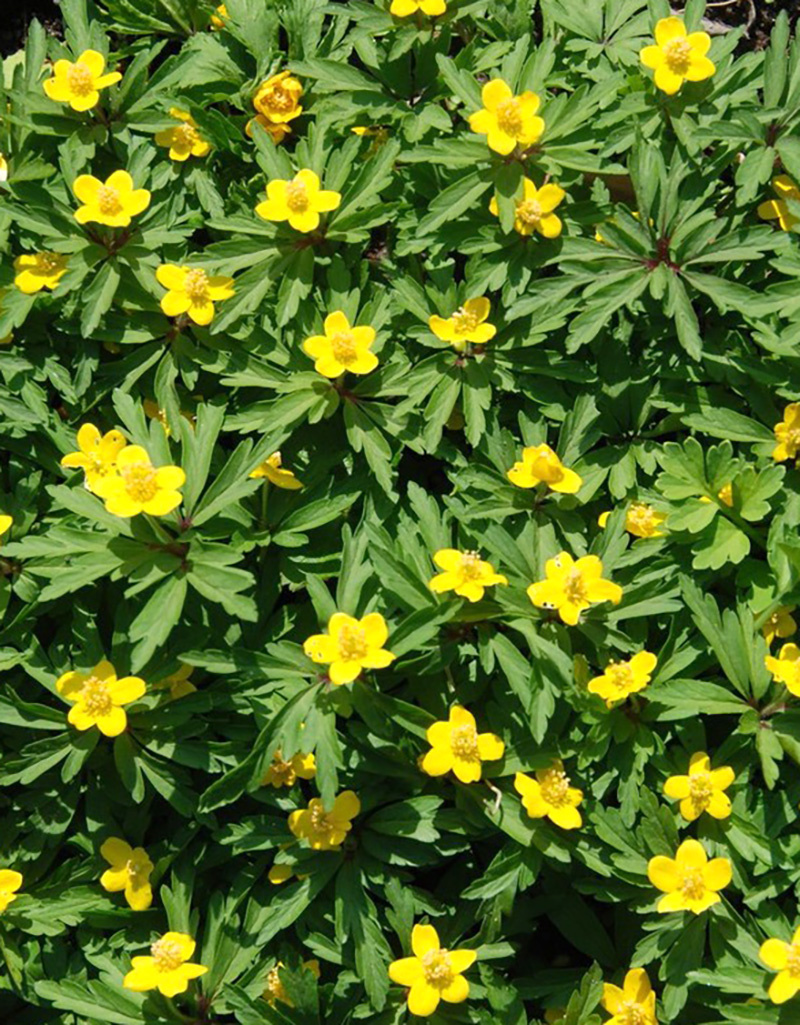Anemoon (bos)  Anemone ranunculoides 'Laciniata' (Gele Bosanemoon) - Stinzenplant - in pot