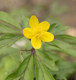 Anemoon (bos)  Anemone ranunculoides 'Laciniata' (Gele Bosanemoon) - Stinzenplant - in pot