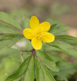 Anemoon (bos)  Anemone ranunculoides 'Laciniata' - in pot