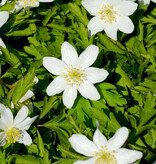 Anemoon (bos)  Anemone nemorosa 'Dee Day' (bosanemoon) - Stinzenplant - in pot