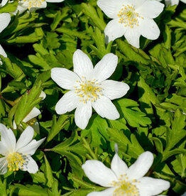 Anemoon (bos)  Anemone nemorosa 'Dee Day' - in pot