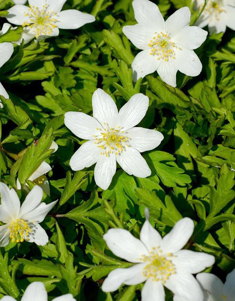 Anemoon (bos)  Anemone nemorosa 'Dee Day' (bosanemoon) - Stinzenplant - in pot