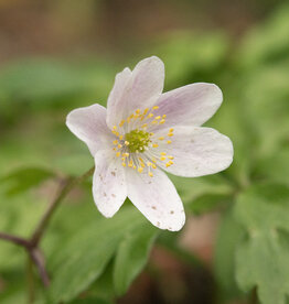 Anemoon (bos)  Anemone nemorosa 'Frühlingsfee' - in pot