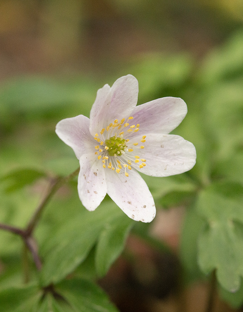 Anemoon (bos)  Anemone nemorosa 'Frühlingsfee' (bosanemoon) - Stinzenplant - in pot