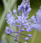 Sterhyacint Scilla persica