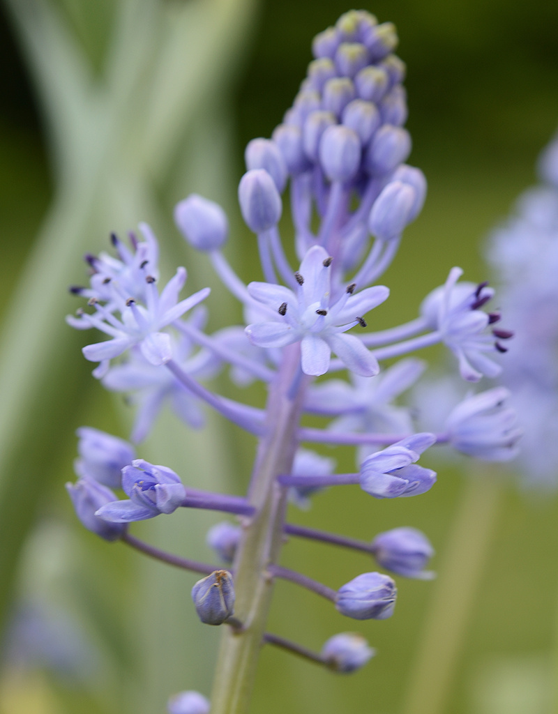 Sterhyacint Scilla persica