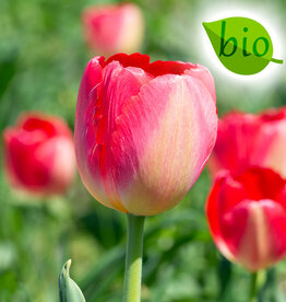 Tulp  Tulipa 'Judith Leyster', BIO