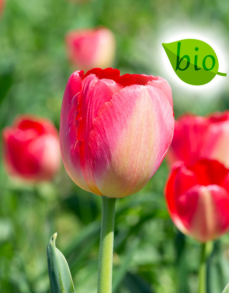 Tulp  Tulipa 'Judith Leyster', BIO