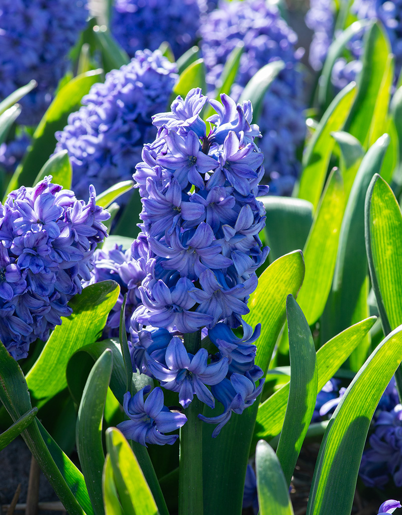 Hyacint Hyacinthus 'Delft Blue', BIO